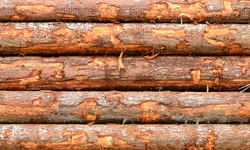 hochstetler timber sales